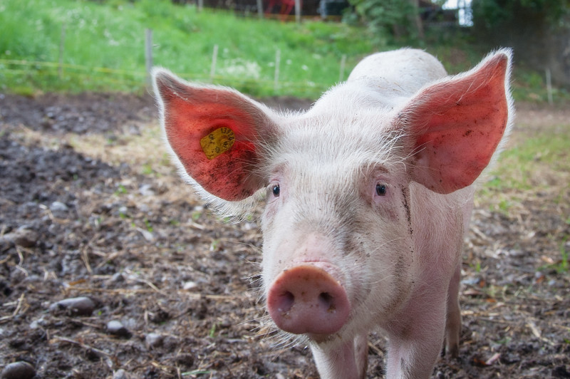 В столице Забайкальского края снят карантин по африканской чуме свиней  