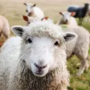 Логистический центр продажи и овцеводческие монокомплексы создадут в Забайкалье