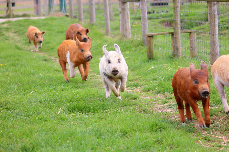 Россельхознадзор заявил о высоком риске завоза в Забайкалье чумы свиней