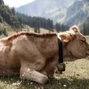 Новую опасную инфекцию обнаружили у домашнего скота в Забайкалье