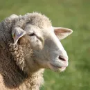 Свыше 133 тыс. овец подготовлено в хозяйствах Забайкалья для получения приплода