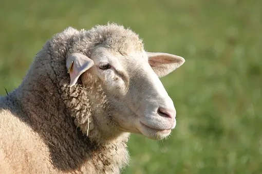 Свыше 133 тыс. овец подготовлено в хозяйствах Забайкалья для получения приплода
