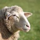 Краевая программа позволит увеличивать поголовье овец в Забайкалье начиная с 2022 года
