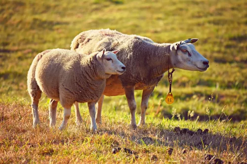 Кампания по получению приплода в овцеводстве началась в Забайкалье