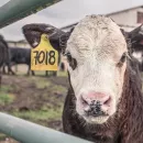 Минсельхоз: Молочная ферма, птицефабрика и мясокомбинат могут появиться в Забайкалье
