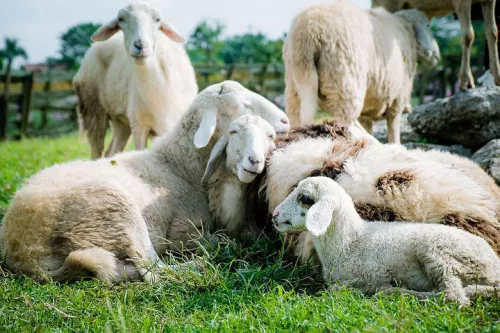 Как в Забайкалье и Бурятии возрождают овцеводство