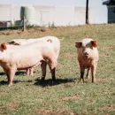 В Чите отменили запрет на разведение свиней