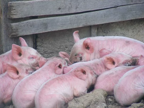 Поголовье свиней начали восстанавливать в хозяйствах Читы и Читинского района