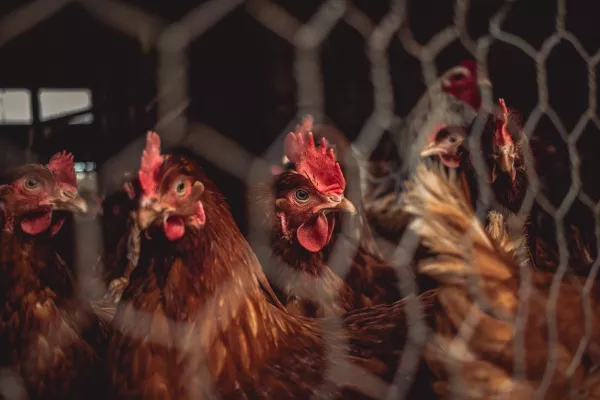 В Забайкальском крае состоялись учения по ликвидации условного очага высокопатогенного гриппа птиц