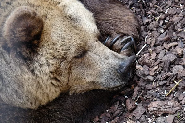 Массовое отравление россиян мясом медведя на контроле правительства Забайкалья