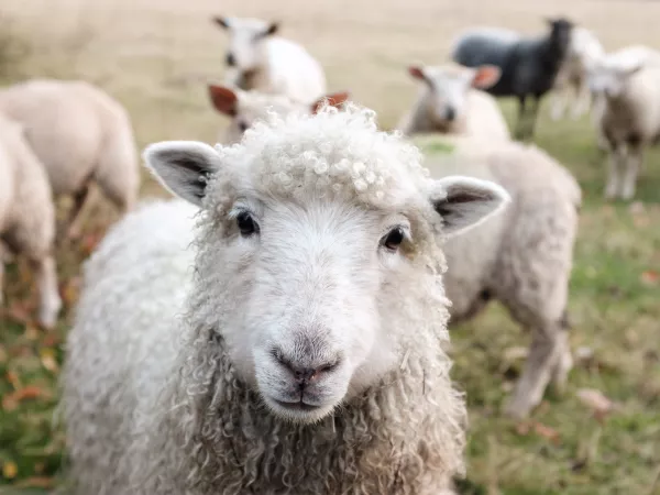 Овцеводы Забайкалья реализовали 18% произведенной шерсти